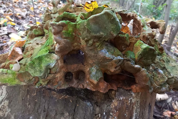 Alternate decription