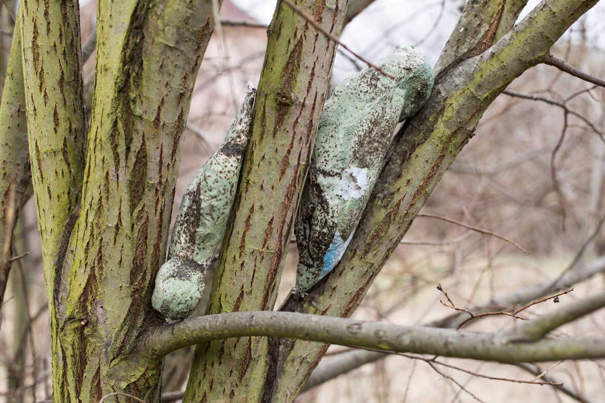 Shapes That Vanish In Spring