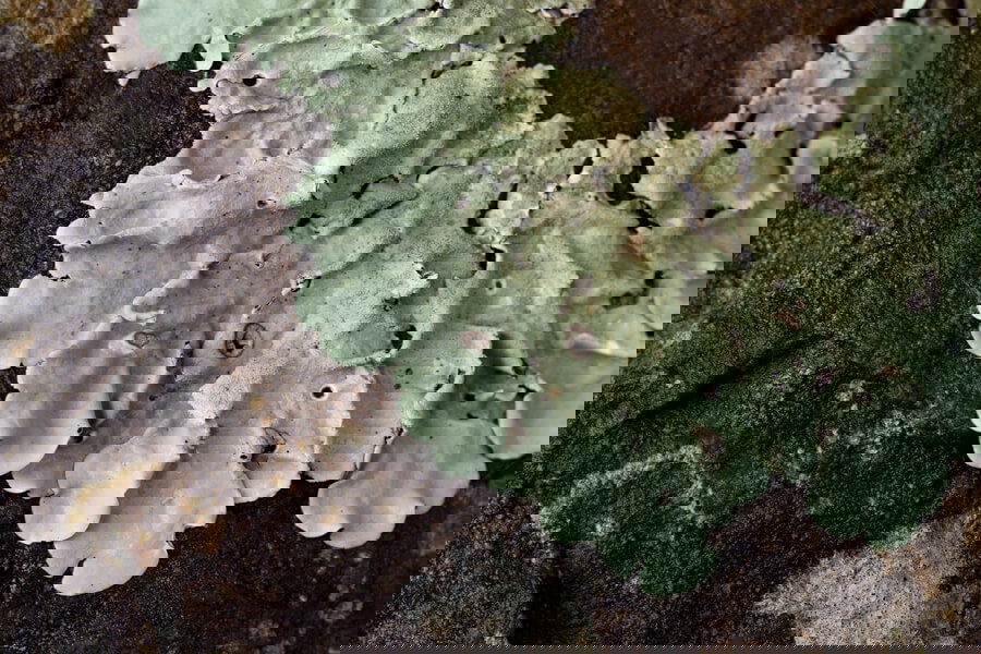 Intervention #25: Baptiste Charneux – Lichen