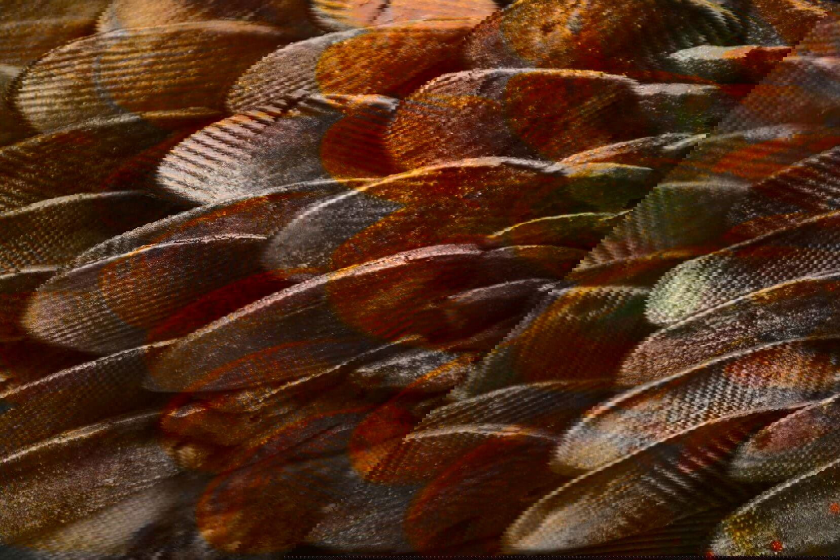 Intervention #32: Echoes of the Sirens' Songs